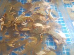 -青岛蓝海大饭店·爱琴海自助餐厅(崂山店)