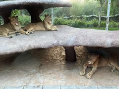 -北京野生动物园