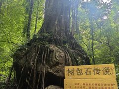 -莫里热带雨林景区