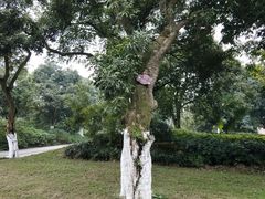 -张坝桂圆林公园