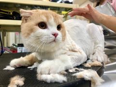 -多卡布奇宠物生活馆(上林世家店)