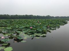 -荷塘月色湿地公园·向阳花洲