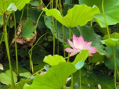 -深圳仙湖植物园