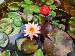 -滕州微山湖红荷湿地景区