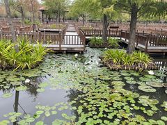 -五缘湾湿地公园