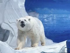 -海合安天津极地海洋公园