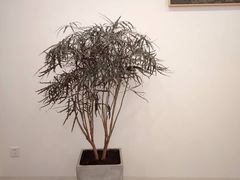 -团子君寿司·茶