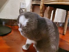 -猫小院猫主题咖啡厅(北锣店)