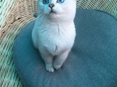 -喵zoo家庭繁育猫舍(尖东智能花园店)