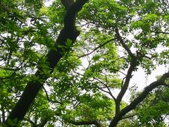 -广州市帽峰山景区