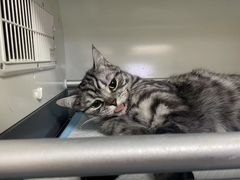 -喜多萌中农锦绣动物医院24H·猫科·牙科MRI·CT
