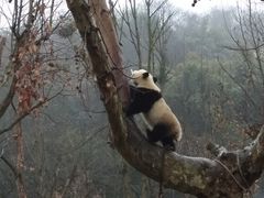 -都江堰中华大熊猫苑