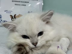-达爱动物医院·犬猫分区·CT·复杂眼科(远洋山水分院)