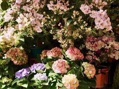 -溪岸路花鸟市场