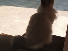 -瞄一喵猫咖(格力海岸店)