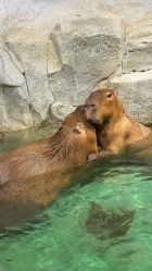 -Zoolung Zoolung动物主题公园(海信广场店)