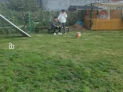 -趣玩宠物乐园寄养训犬训狗游泳池