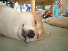 -魏家凉皮(翟营南大街店)