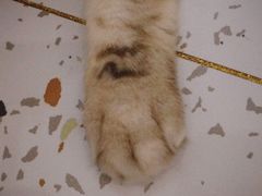 -猫域·湾主题猫咖·宠物吧(南坪城市广场店)