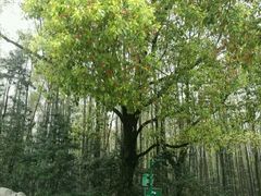 -共青国家森林公园-售票处