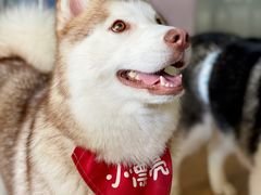 -Husky Go! 哈士奇体验馆·宠物咖啡厅狗咖