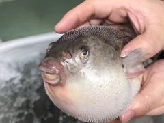 -长顺河豚馆(江洲东路)