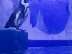 -多彩贵州城极地海洋世界