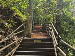 -西双版纳原始森林公园