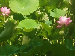 -桂桂茶(恒基名人店)