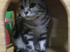 -李小姐の猫咖啡馆(五角场店)
