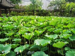 -上海醉白池公园