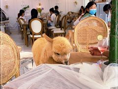 大堂-共舞时光猫咖·狗咖(新街口店)