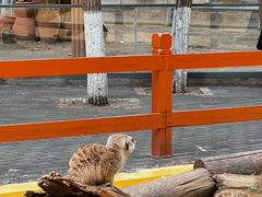 -北京野生动物园