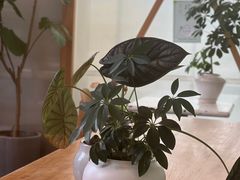 -Green Option(官舍店)