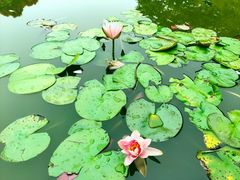 -深圳国际园林花卉博览园