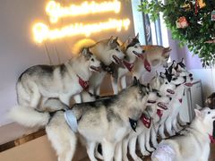 -Husky Go! 哈士奇体验馆·宠物咖啡厅狗咖