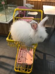 -Moni星球萌宠·小马宝莉·灵蛇·高端高阶全萌宠互动体验俱乐部(红豆国际广场店)