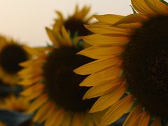 -光明小镇欢乐田园