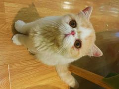 -滚猫咖啡·猫咖·猫友好撸猫(未来城店)