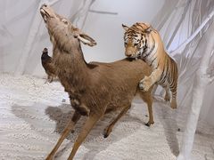 -南宫五洲植物乐园