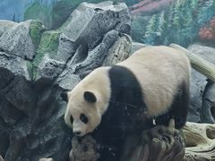 -武汉动物园