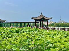 -莲花池公园