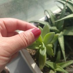 -AKIRA 安久日式美甲美睫