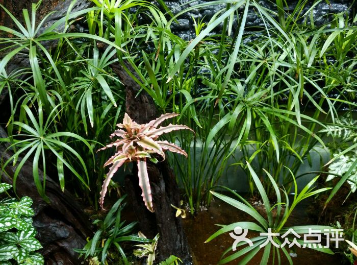 花水木图片 - 第843张