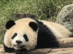 -都江堰中华大熊猫苑