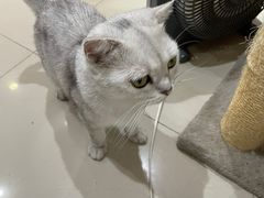 -喵百万·布偶·蓝金金渐层英短·猫舍(百子湾店)