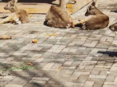 -长白岛森林公园