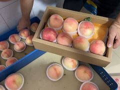 -老袁家蜜桃农场·阳山水蜜桃