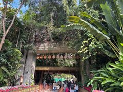 -西双版纳原始森林公园