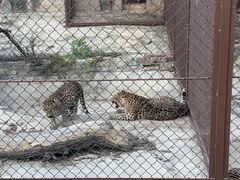 -大连森林动物园